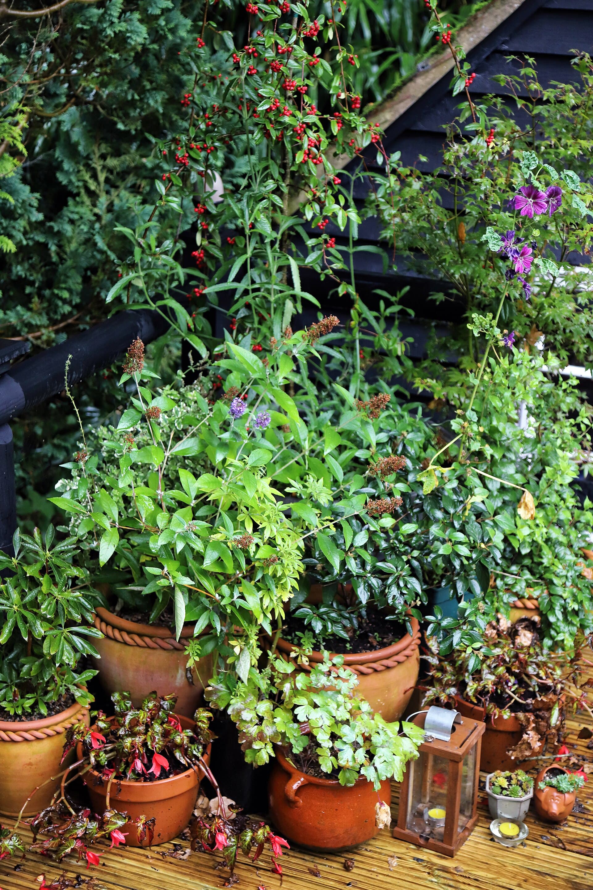 Potted plants on garden decking