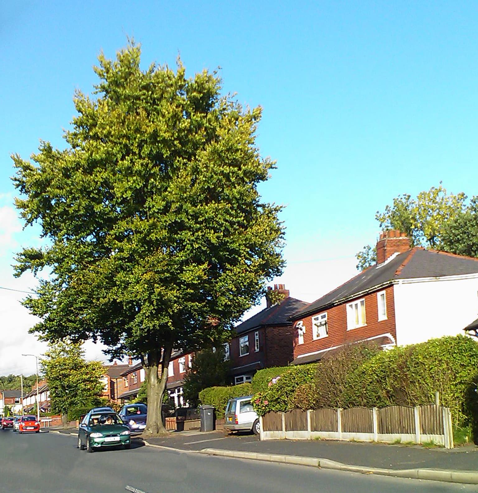 A well established garden tree
