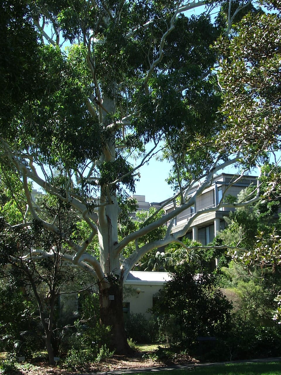 timber tree - Eucalyptus grandis