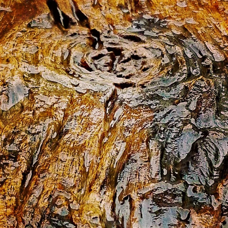 Wet weathered timber