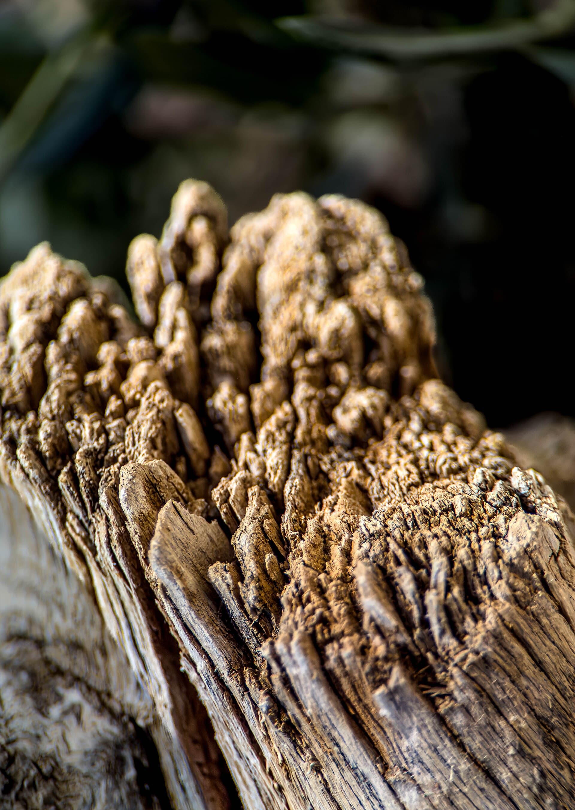 Macro photograph of weathered timber grain